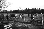Cattle 3 [Slide Farm-5] by Howard Langfitt