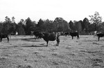 Cattle 4 [Slide Farm-5] by Howard Langfitt