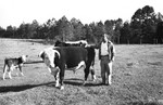 Cattle [Slide Farm-6] by Howard Langfitt