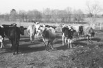 Cattle 3 [Slide Farm-11] by Howard Langfitt