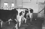 Cattle In Barn 2 [Slide Farm-10] by Howard Langfitt