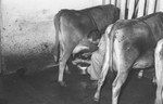 Cattle in barn 3 [Slide Farm-7] by Howard Langfitt