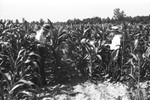 Corn land 3 [Slide Farm-16] by Howard Langfitt