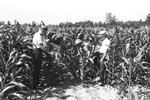 Corn land [Slide Farm-16] by Howard Langfitt