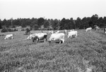 Dairy cattle [Slide Farm-11] by Howard Langfitt
