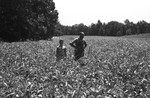 Soybeans [Slide Farm-18] by Howard Langfitt