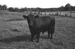 Bull 3 [Slide Farm-10] by Howard Langfitt