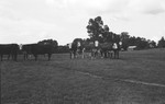 Cattle [Slide Farm-7] by Howard Langfitt