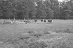 Cattle in pasture 2 [Slide Farm-6] by Howard Langfitt