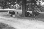 Cattle under the shade tree by Howard Langfitt