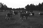 Cattle [Slide Farm-10] by Howard Langfitt
