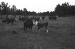 Cattle [Slide Farm-12] by Howard Langfitt