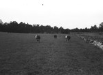 Cattle in pasture 2 by Howard Langfitt