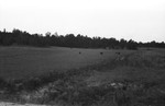 Cattle in pasture [Slide Farm-1] by Howard Langfitt