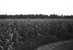 Corn [Slide Farm-9] by Howard Langfitt
