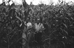 Corn field [Slide Farm-8] by Howard Langfitt