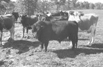 Bull [Slide Farm-10] by Howard Langfitt