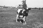 Cow [Slide Farm-8] by Howard Langfitt