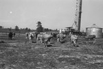Dairy cows 2 [Slide Farm-11] by Howard Langfitt