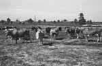 Dairy cows [Slide Farm-11] by Howard Langfitt