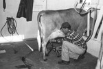 Dairy Cows [Slide Farm-6] by Howard Langfitt