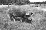 Boar [Slide Farm-13] by Howard Langfitt