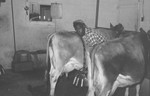 African American Man Milking Cows [Slide Farm-8] by Howard Langfitt