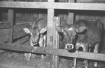 Calves [Slide Farm-11] by Howard Langfitt