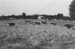 Cattle 3 [Slide Farm-19] by Howard Langfitt