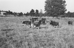 Heifers 3 [Slide Farm-12] by Howard Langfitt