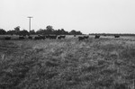 Cattle [Slide Farm-18] by Howard Langfitt