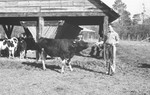 Bull 2 [Slide Farm-14] by Howard Langfitt