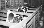 Calves [Slide Farm-15] by Howard Langfitt