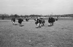 Cattle 7 [Slide Farm-9] by Howard Langfitt