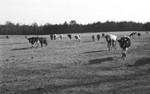 Cattle [Slide Farm-8] by Howard Langfitt