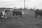 Bull 3 [Slide Farm-10] by Howard Langfitt