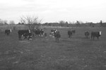 Cattle 4 [Slide Farm-9] by Howard Langfitt