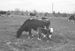 Cow and calf by Howard Langfitt