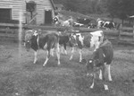 Calves 2 [Slide Farm-15] by Howard Langfitt