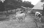 Cows [Slide Farm-10] by Howard Langfitt