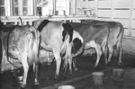 Cows In Barn [Slide Farm-11 by Howard Langfitt