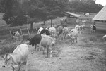 Heifers 3 [Slide Farm-14] by Howard Langfitt