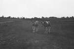 Cows in pasture [Slide Farm-13] by Howard Langfitt
