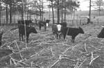Cattle [Slide Farm-11] by Howard Langfitt