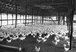 Chickens 2 [Slide Farm-5] by Howard Langfitt