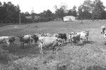 Cows 2 [Slide Farm-9] by Howard Langfitt