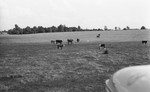 Cattle 2 [Slide Farm-15] by Howard Langfitt