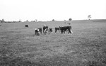 Cattle [Slide Farm-16] by Howard Langfitt