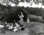 Rose Budd Stevens and Son Feeding Chickens