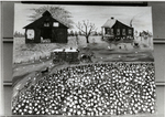 Cotton Farm Scene